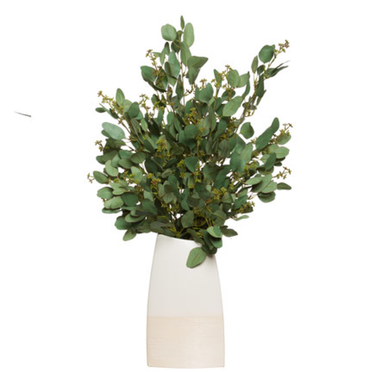 Eucalyptus