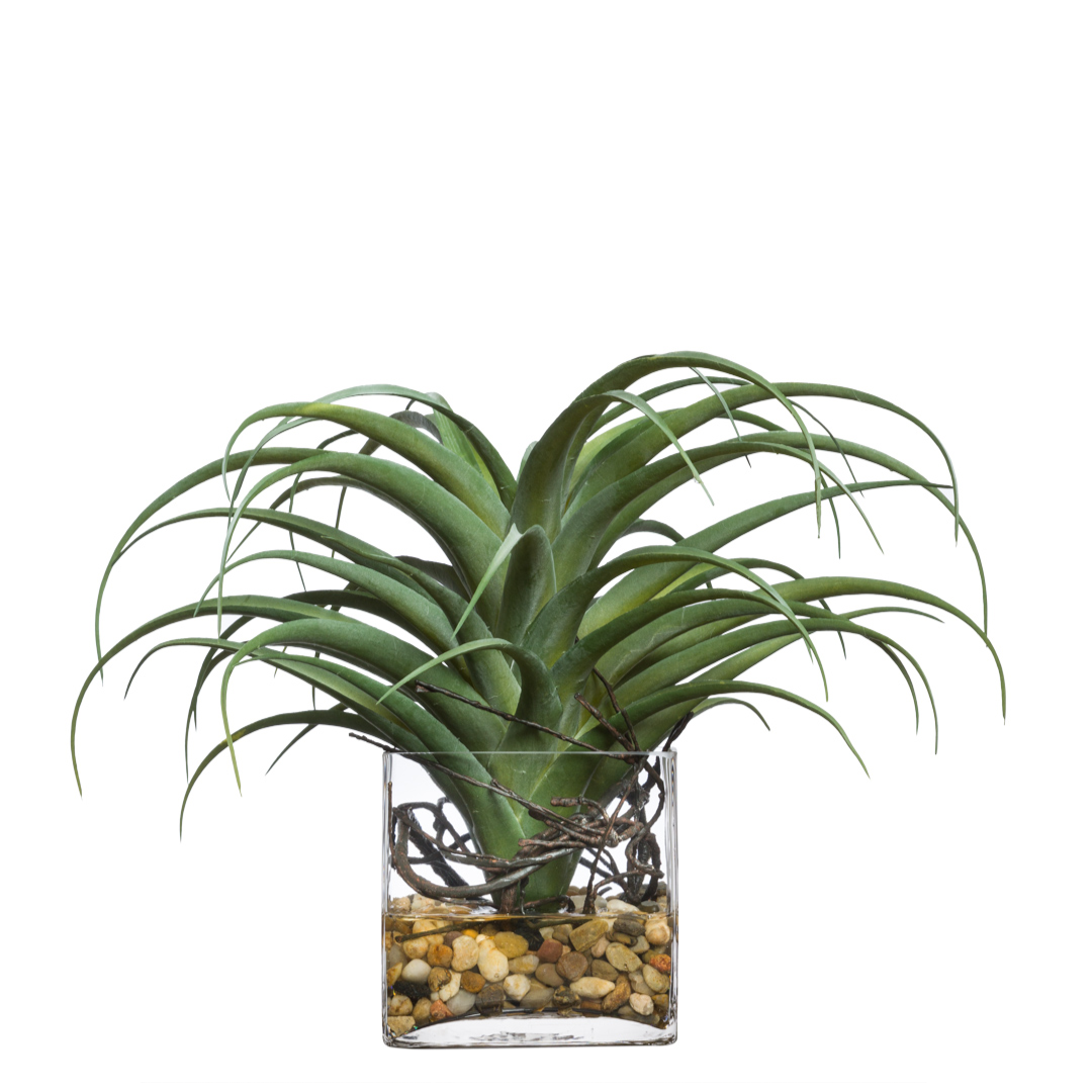 Air Plant FW