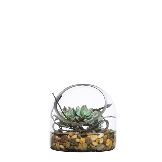 Echeveria Mini FW
