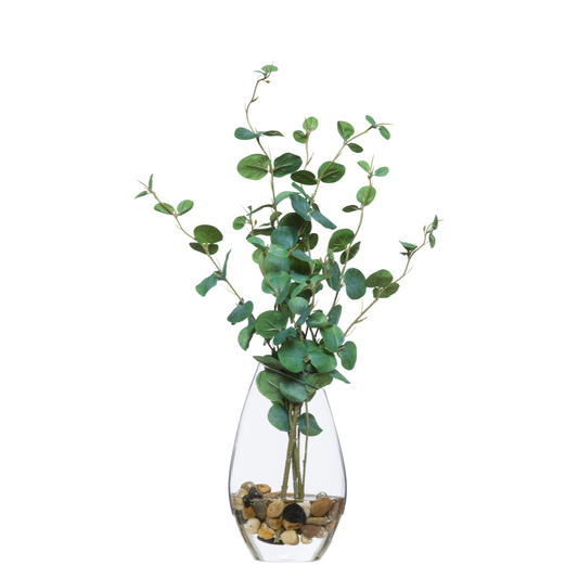 Eucalyptus FW