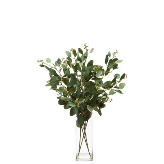 Eucalyptus FW
