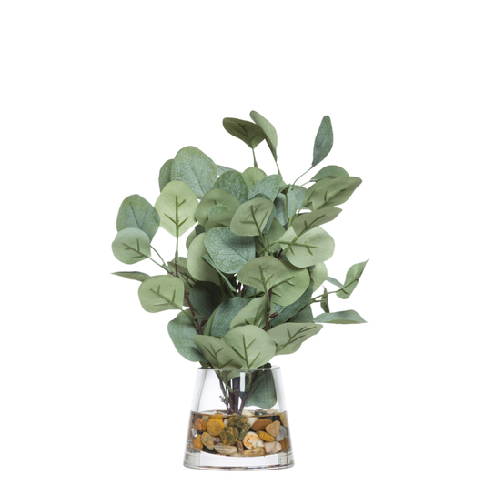 Eucalyptus FW