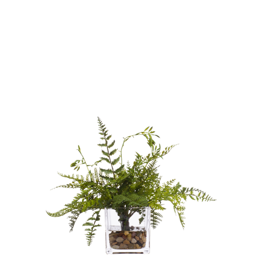Fern FW