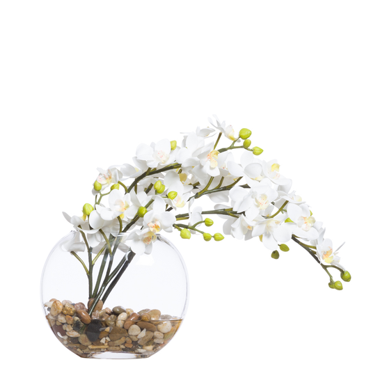 Orchid Phal Mini FW