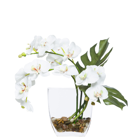 Orchid Phalaenopsis FW