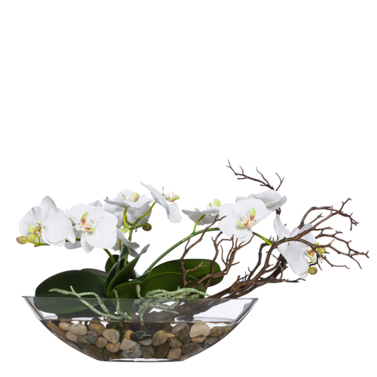 Orchid Phal/Manzanita FW