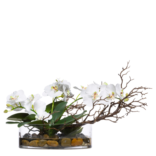 Orchid Phal/Manzanita FW