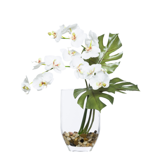 Orchid Phalaenopsis FW