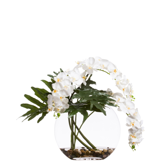 Orchid Phalaenopsis FW