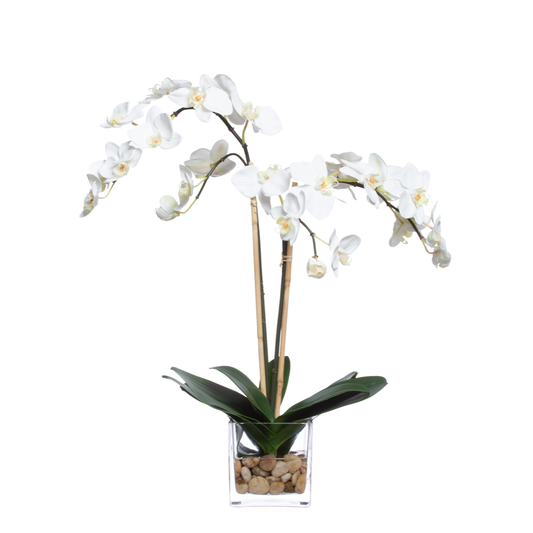 Orchid Phalaenopsis FW
