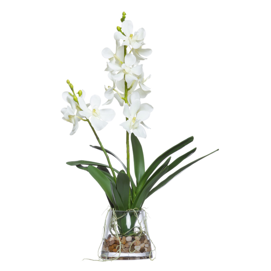 Orchid Vanda FW