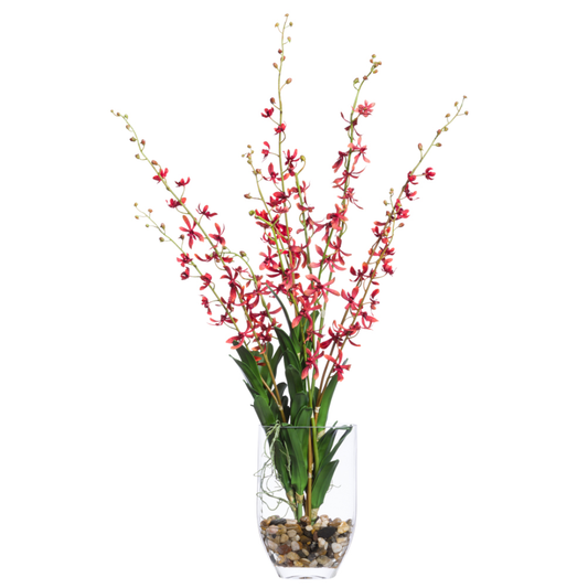 Orchid Vanda FW