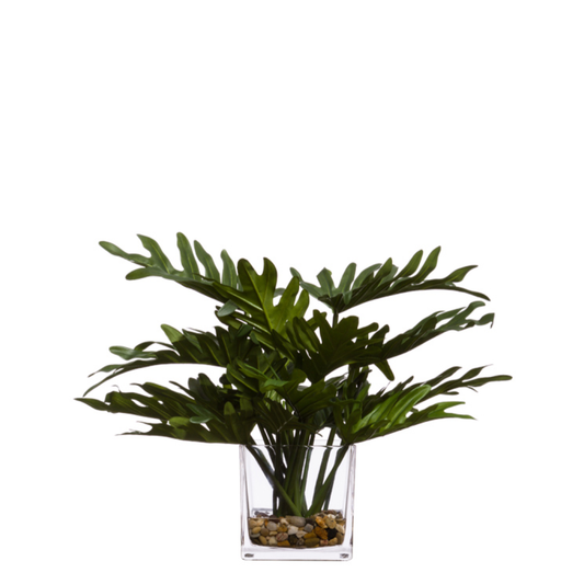 Philodendron Selloum FW