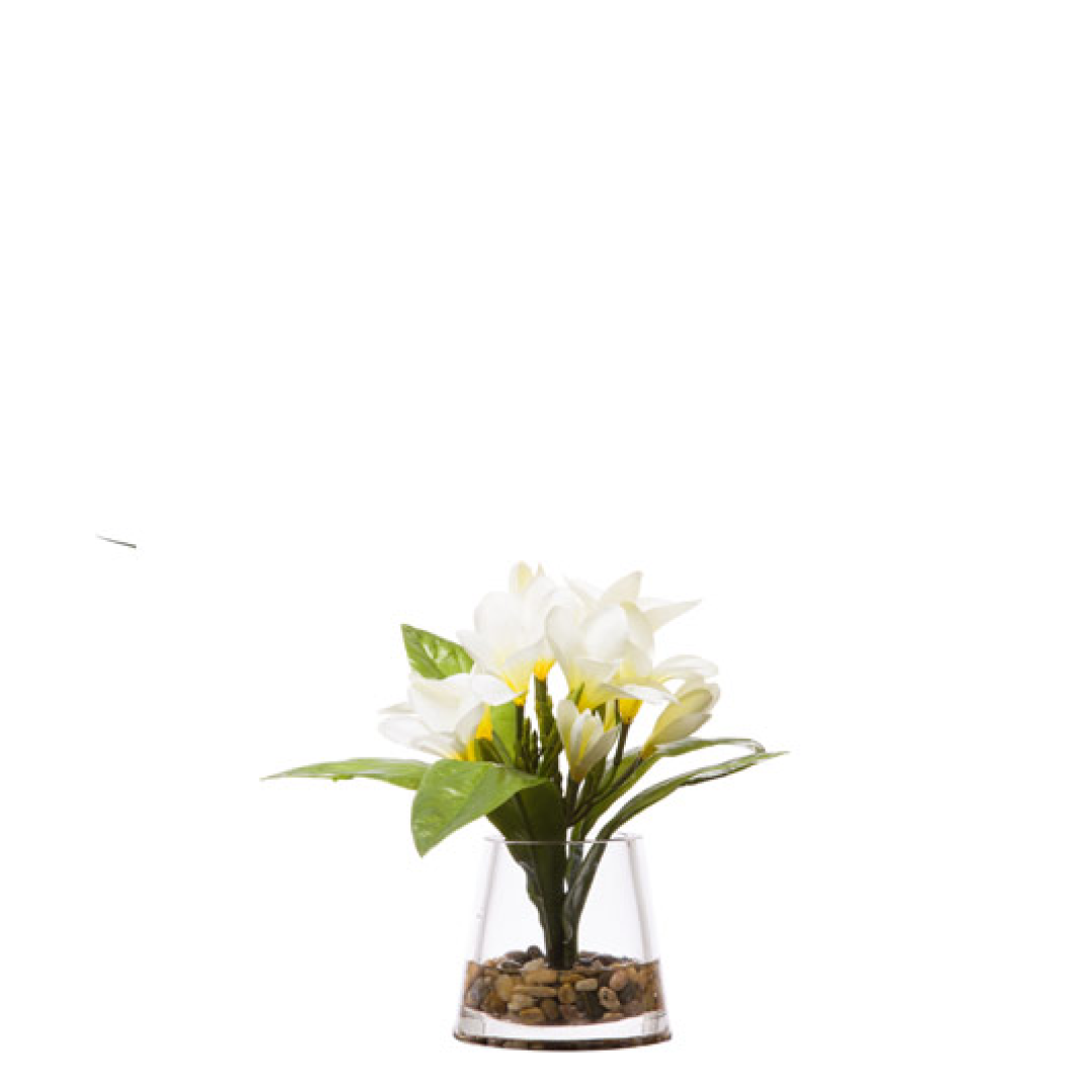 Plumeria FW 10x9