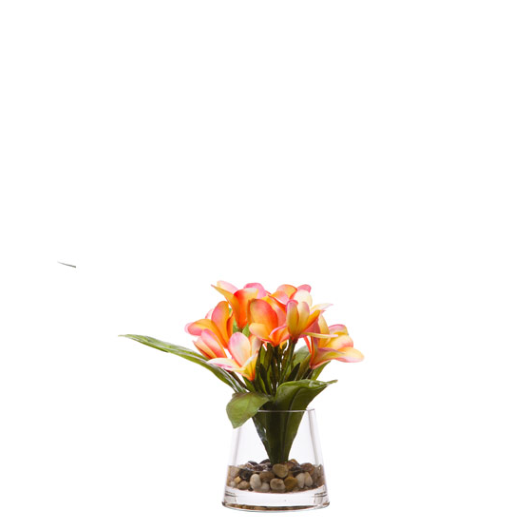 Plumeria FW 10x9
