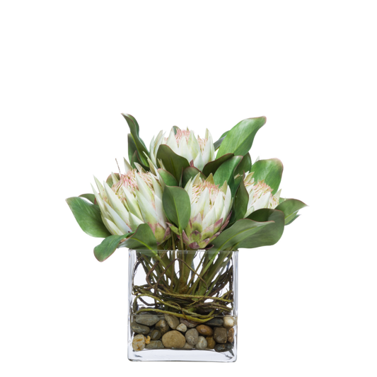 Protea FW