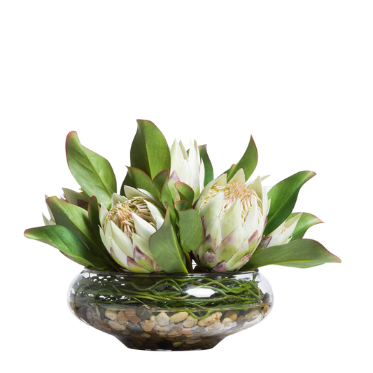 Protea FW