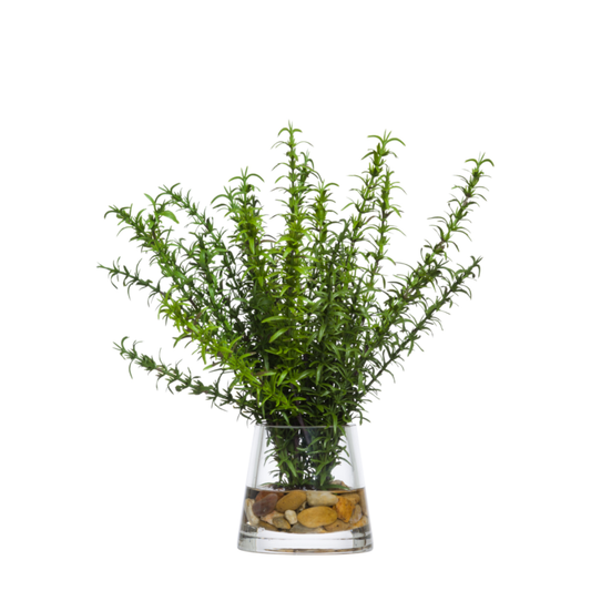 Rosemary