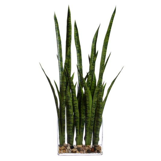 Sansevieria FW