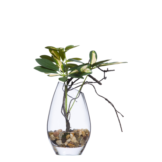 Schefflera FW