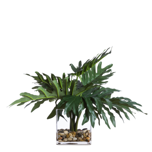 Philodendron Selloum FW