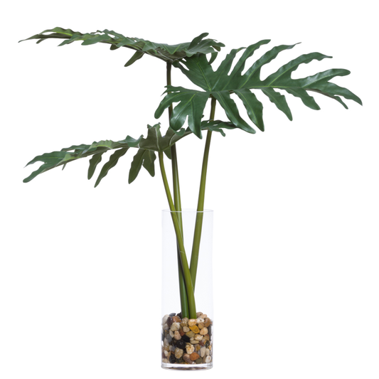 Philodendron Selloum FW
