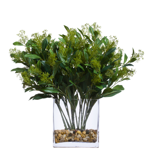 Skimmia FW
