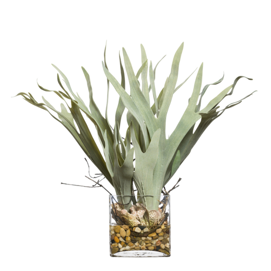 Staghorn FW