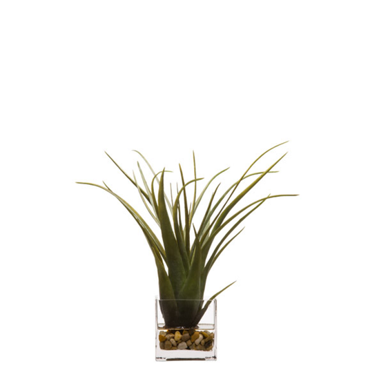 Tillandsia FW