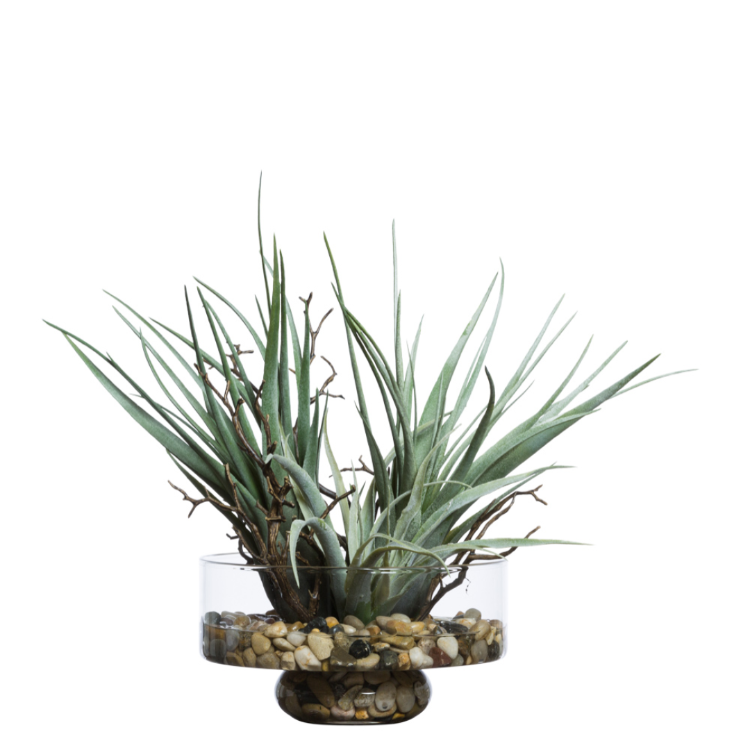 Tillandsia/Manzanita FW