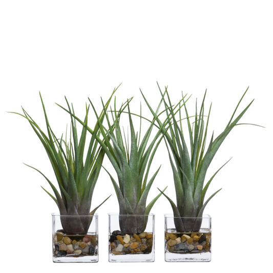 Tillandsia (3) FW