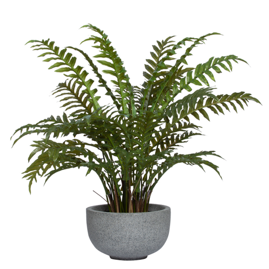 Fern