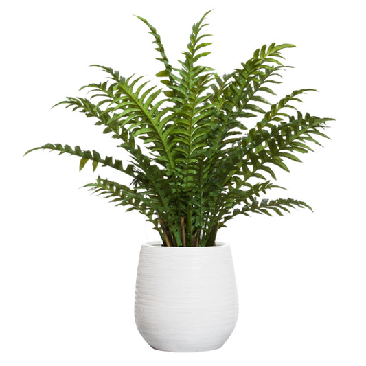 Fern