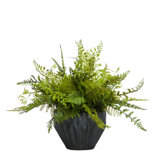 Fern Mix