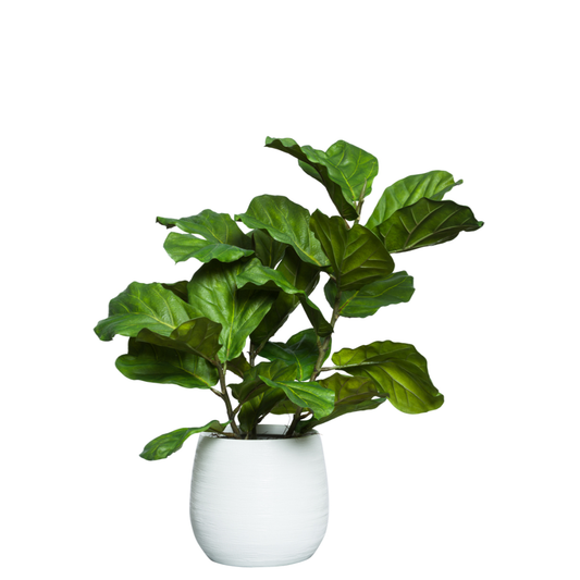 Fig Leaf