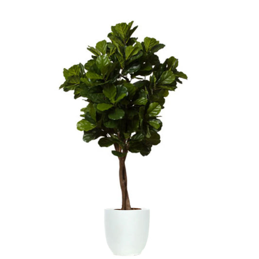Fig Fiddle Tree