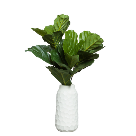 Fig Leaf