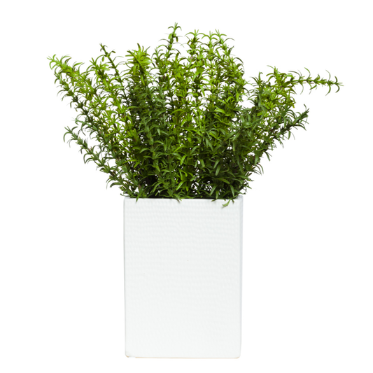 Rosemary