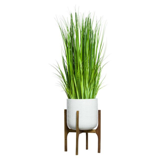 Grass/Snake Plant