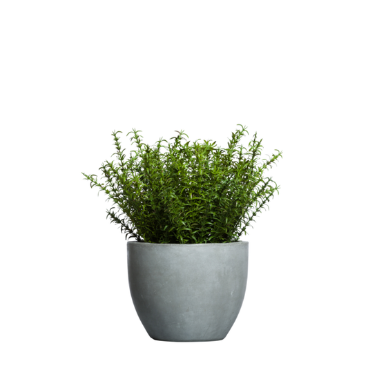 Rosemary