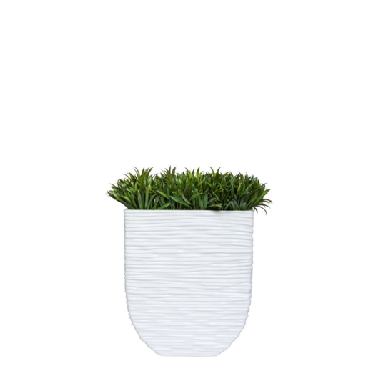 Grass