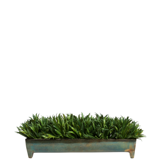 Grass