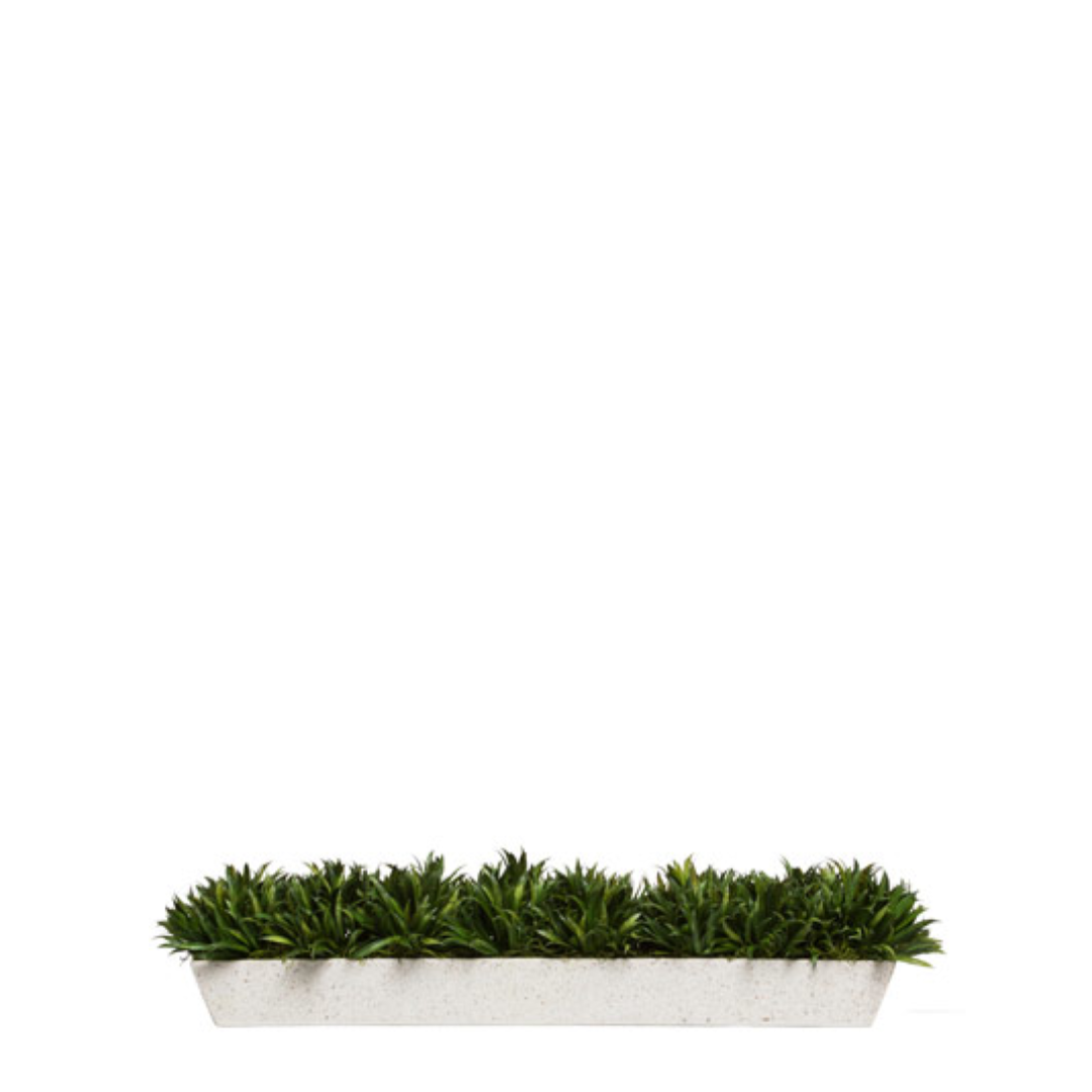 Grass