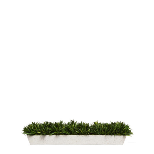 Grass