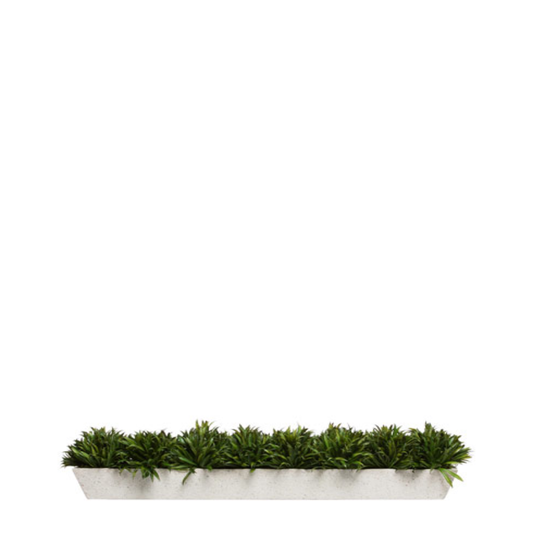 Grass