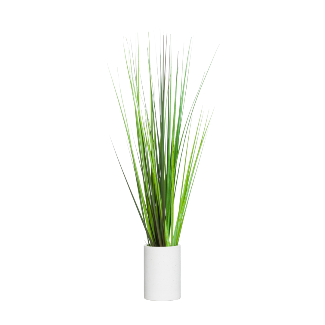Grass