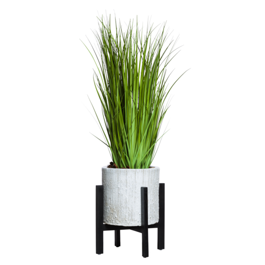 Grass