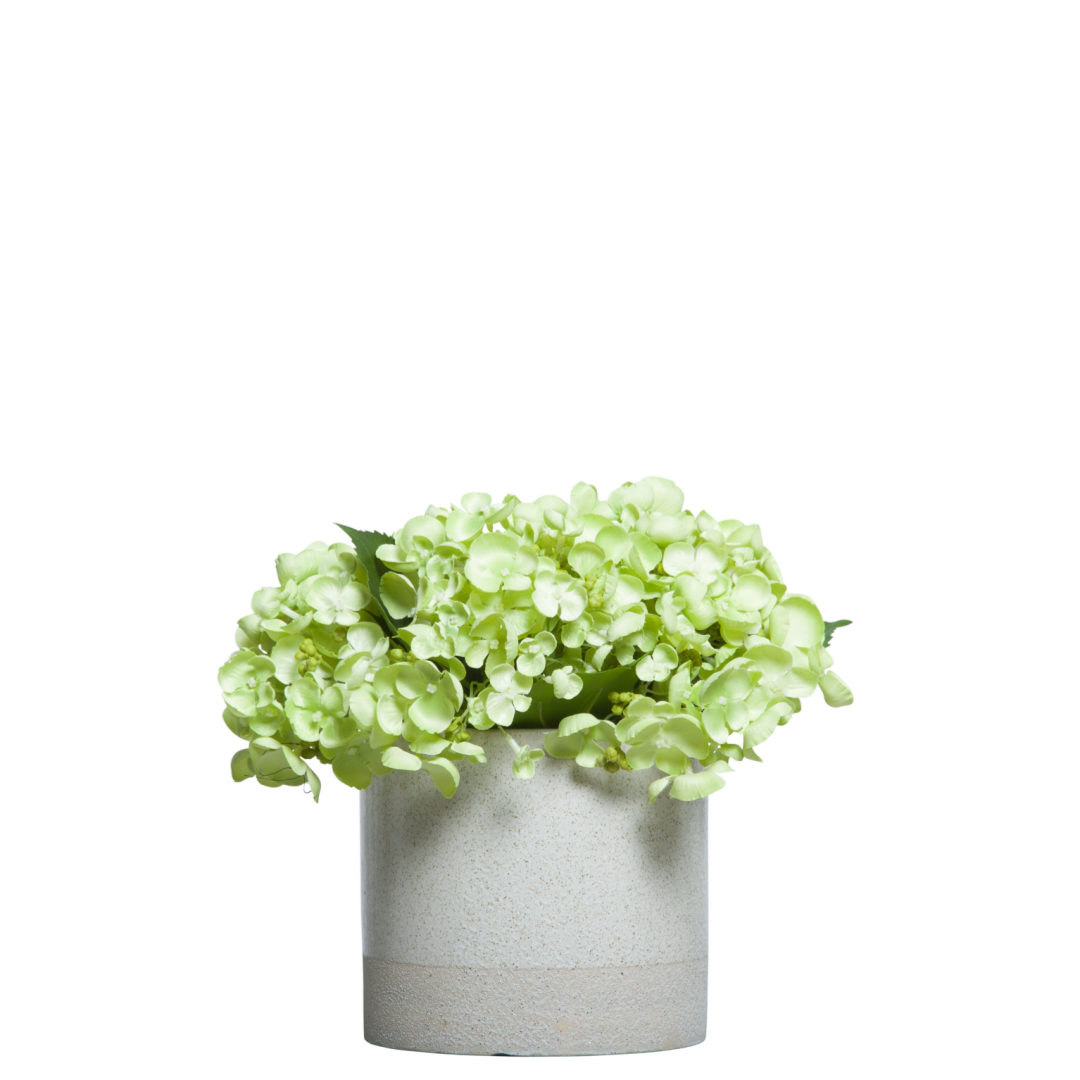 Hydrangea