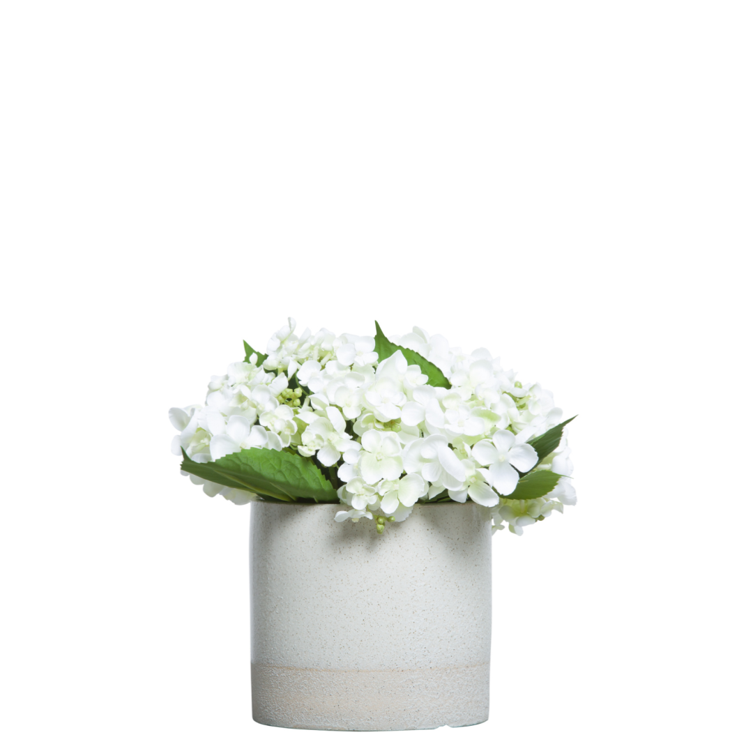 Hydrangea