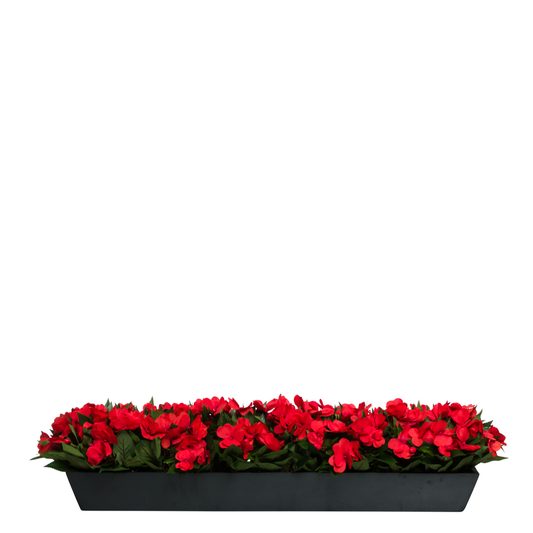 Impatiens